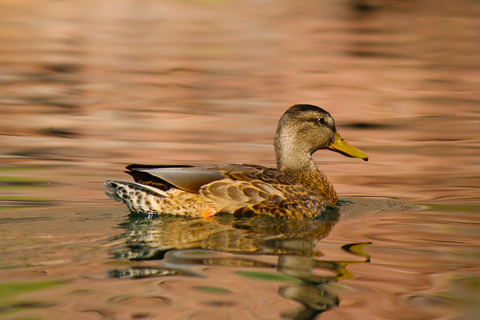 From Las Vegas: Kayak Rental to Emerald Cave Colorado River 8:00am/9am/10am/11am - 4 Hour Kayak Rental