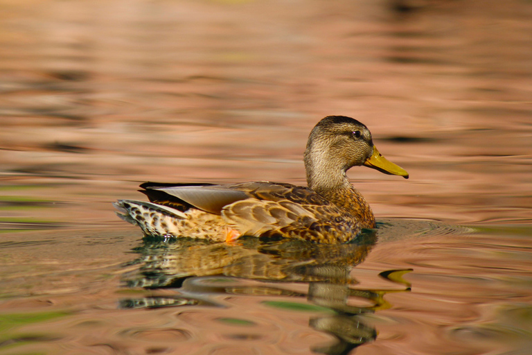 From Las Vegas: Kayak Rental to Emerald Cave Colorado River 8:00am/9am/10am/11am - 4 Hour Kayak Rental