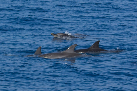 Varazze: Pelagos Sanctuary Wildlife Cruise with Guide