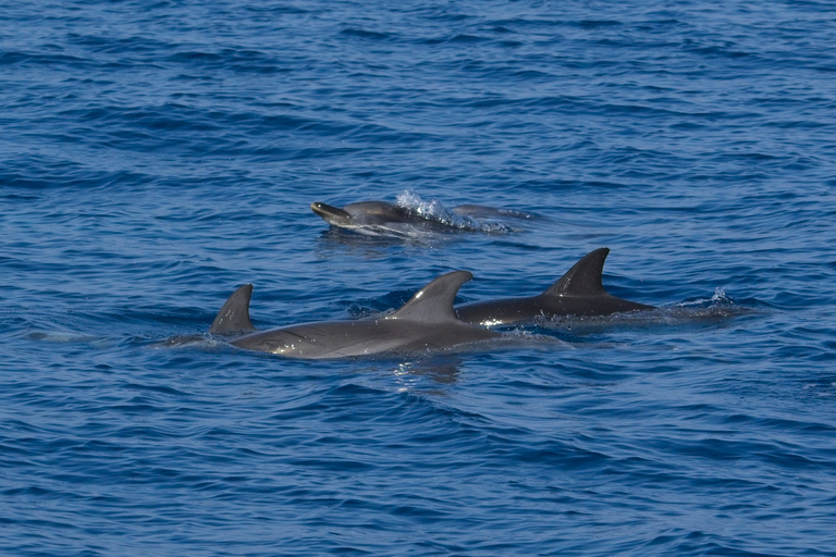 Varazze: Pelagos Sanctuary Wildlife Cruise with Guide