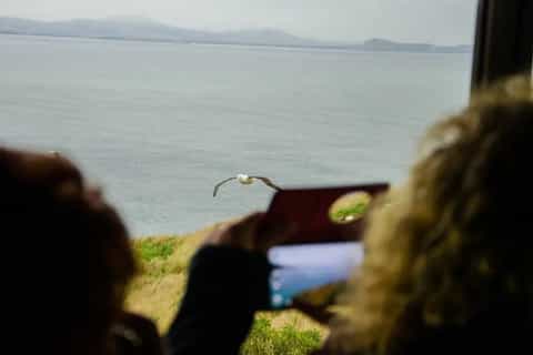 Otago : visite guidée du Royal Albatross Centre avec observatoire