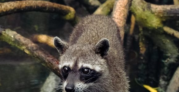 From Cartagena: Playa Tranquila & Raccoon Encounter
