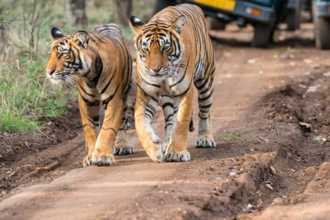 From Delhi: 5-Day Golden Triangle & Tiger Safari Journey Transportation and guide service only