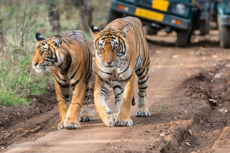 From Delhi: 5-Day Golden Triangle & Tiger Safari Journey Transportation and guide service only