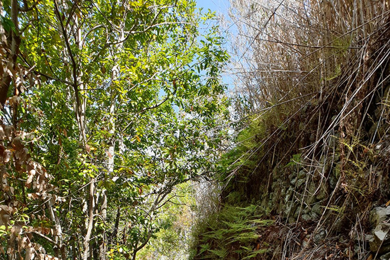 Grande Canarie : excursion dans la forêt de LaurisilvaGrande Canarie : excursion dans la forêt de Laurissilva