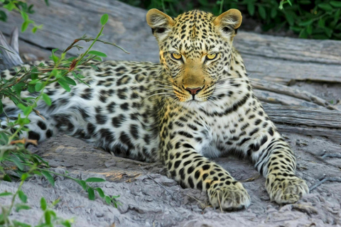 Jaipur: Jhalana leopard safari wycieczka prywatna