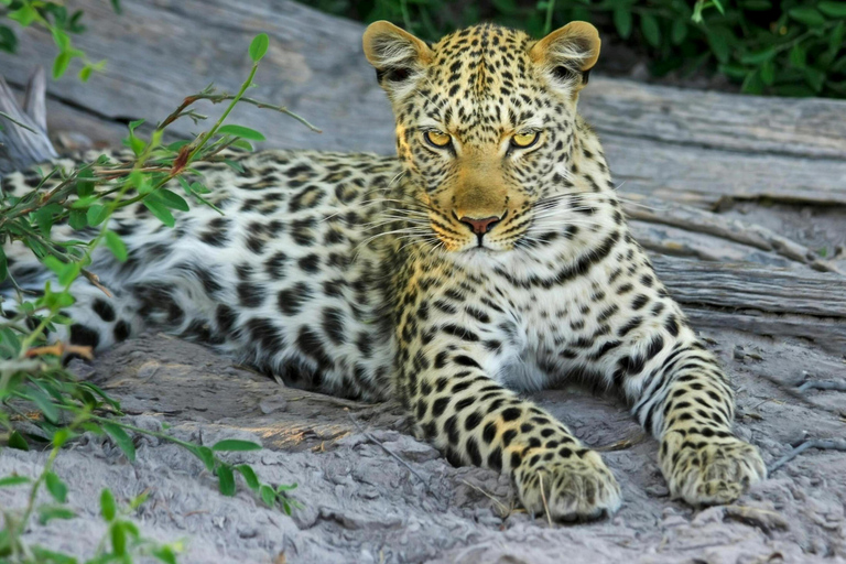 Jaipur: Jhalana Leoparden-Safari private Tour