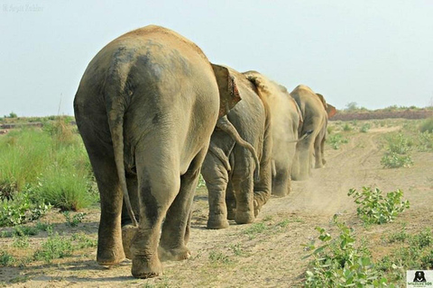 Da Agra: visita al viaggio di conservazione degli elefanti SOS Wildlife