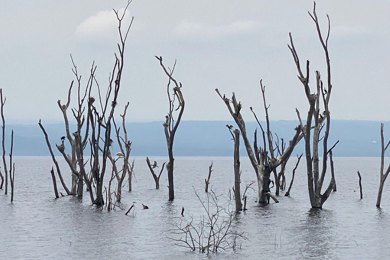 Nairobi: Lake Nakuru National Park and Lake Naivasha Tour