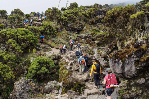 6 jours d&#039;ascension du Kilimandjaro par la route de Marangu