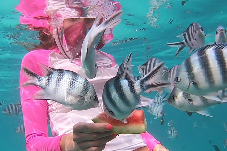 Zanzíbar : Excursión de medio día de snorkel en el atolón de Mnemba + delfinesExcursión de medio día de snorkel en el atolón de Mnemba + delfines