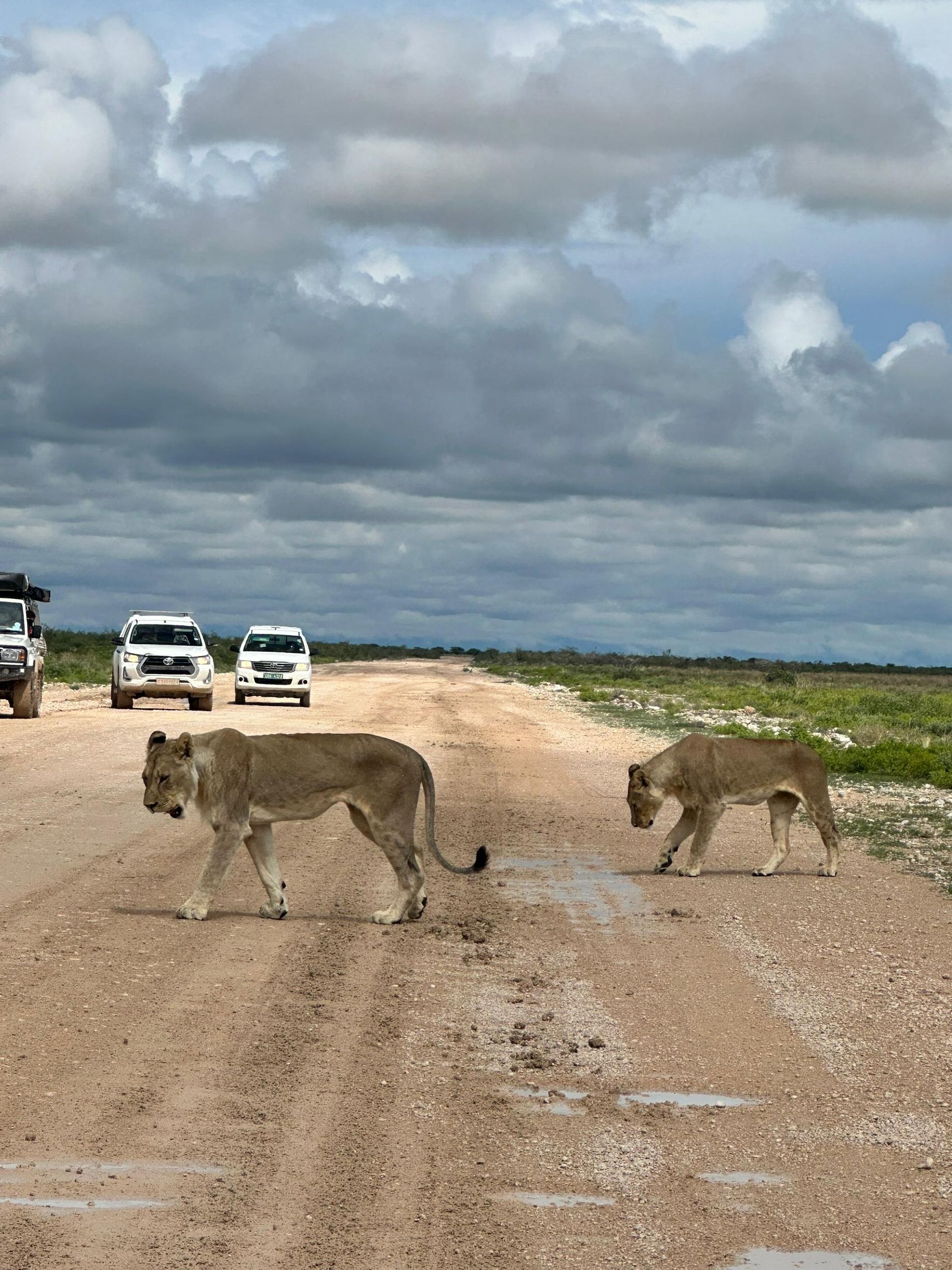 Windhoek: 3-tägige Safari-Tour im Etosha-Nationalpark