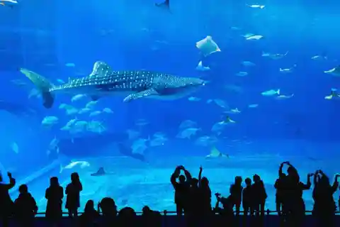 Сеул: Билет в аквариум Lotte World