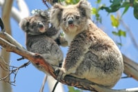 Melbourne, Puffing Billy & Healesville Sanctuary Scenic Tour - Housity