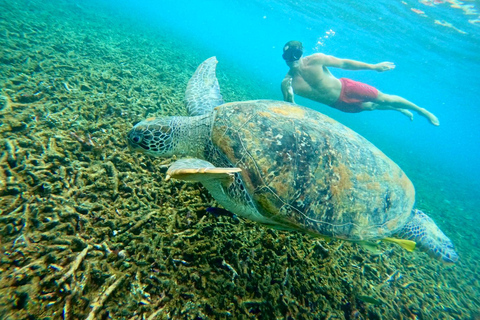 Ko Tao: Vintage Boat-Small Group Snorkeling Day Trip w/Meals