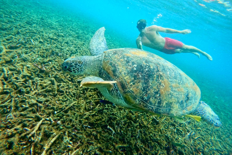 Ko Tao: Vintage Boat-Small Group Snorkeling Day Trip w/Meals