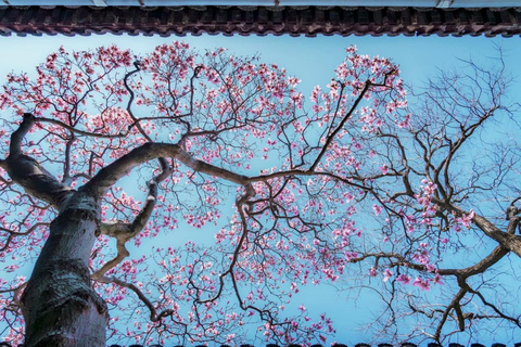 Suzhou: Master of the Nets Garden(WangshiYuan) Entry Ticket Night Show Ticket: Master of the Nets Garden