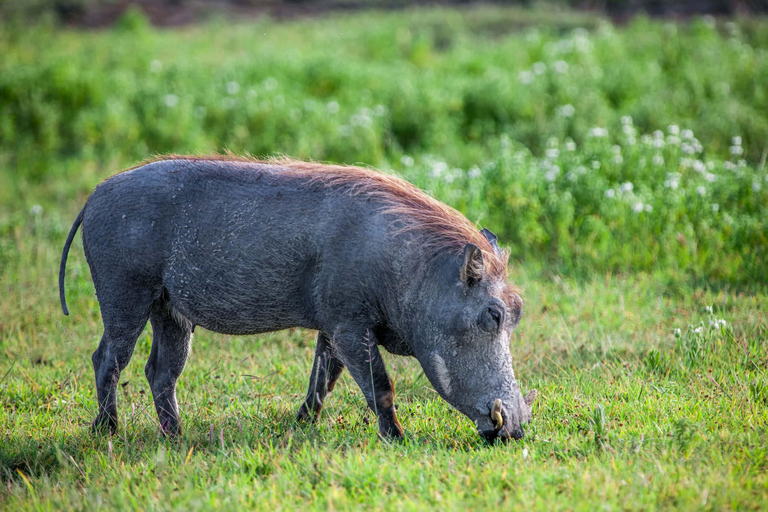 ARUSHA: 4-TÄGIGE SAFARI IM NORDENUnvergessliche 4-tägige Safari im Norden Tansanias