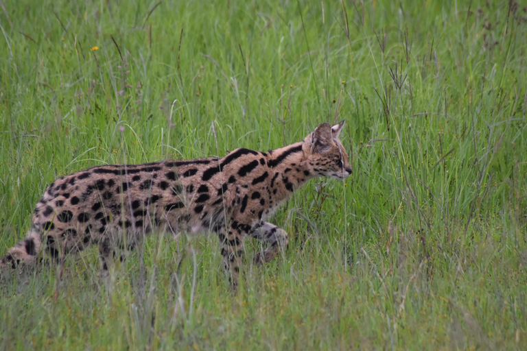 Nairobi: National Park Half-Day Tour