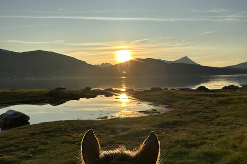Tromsø: Arctic Midnight Sun Horseback Ride