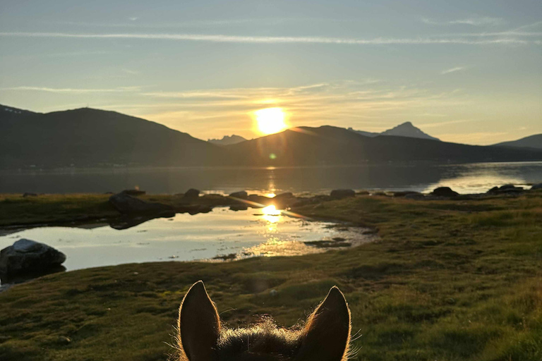 Tromsø: Arctic Midnight Sun Horseback Ride