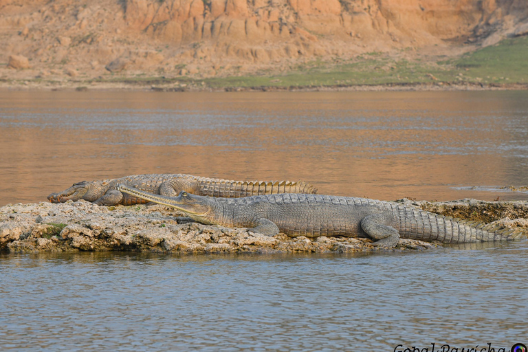 Von Delhi aus: Private Chambal River SafariTransport und Guide Service