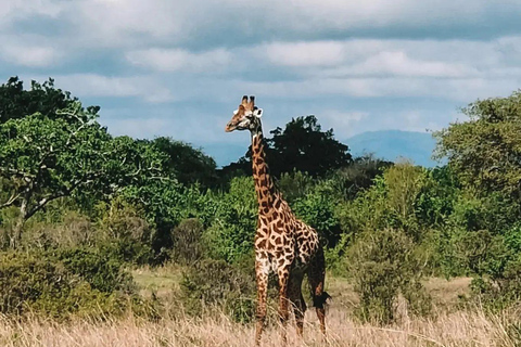 SAFARI WILDLIFE FROM ZANZIBAR TO MIKUMI 3 DAYS 2 NIGTHS