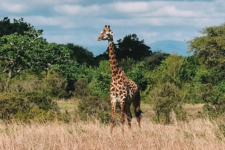 SAFARI WILDLIFE FROM ZANZIBAR TO MIKUMI 3 DAYS 2 NIGTHS