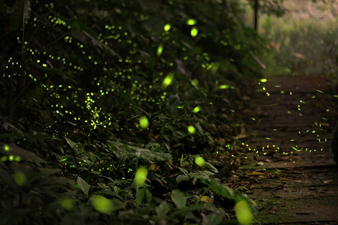 Sigiriya: Night Safari, Fireflies & Wildlife Private Tour