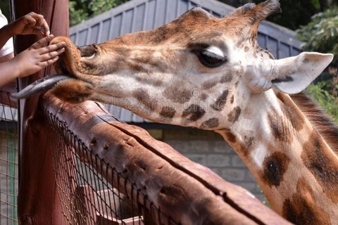 Elephant Orphanage and Giraffe Center Tour