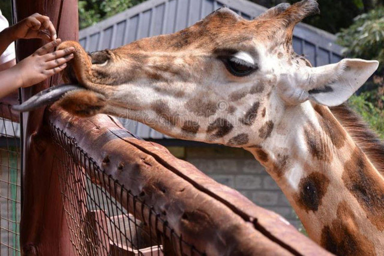 Elephant Orphanage and Giraffe Center Tour