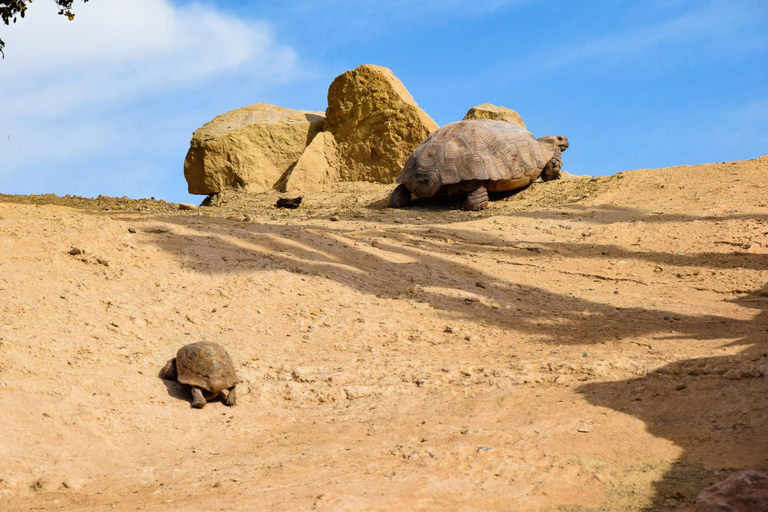 Agadir : Chèvre sur les arbres et parc aux crocodiles avec prise en charge à l'hôtel