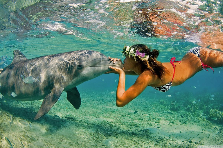 Alanya: Dolphin & Sea Lion Show with Hotel Transfers