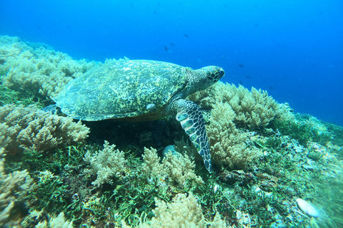 Gili Trawangan : Gruppe/Share Schnorcheln 3 Gili Insel