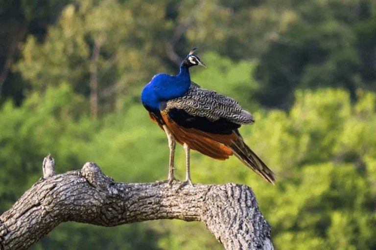 Kaudulla Discovery: Private Elephant Safari from Sigiriya