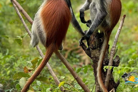 Zanzibar: Stone Town, Jozani Forest, Turtle Swim & The Rock Tour Without Hotel Transfer