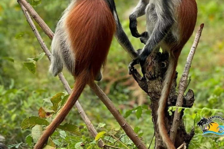 Zanzibar: Stone Town, Jozani Forest, Turtle Swim & The Rock Tour Without Hotel Transfer