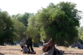 Puglia: Olive Oil Tasting Experience with Olive Grove Walk