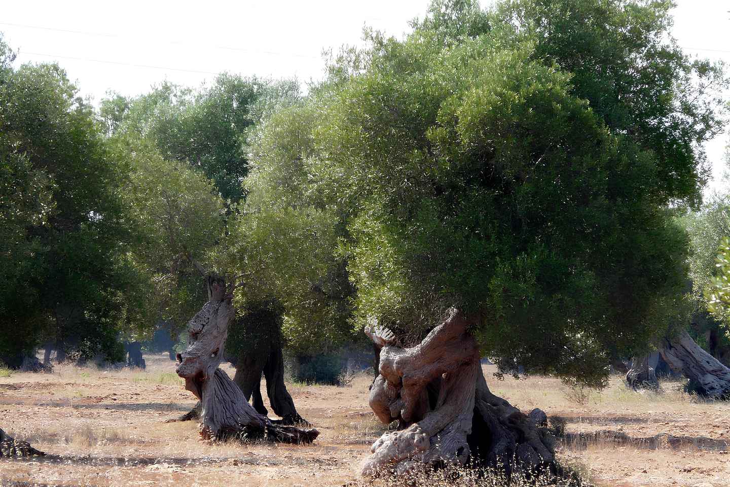 Puglia: Olive Oil Tasting Experience with Olive Grove Walk