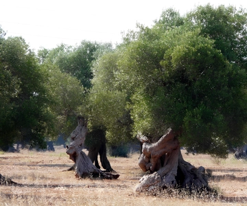 Puglia: Olive Oil Tasting Experience with Olive Grove Walk