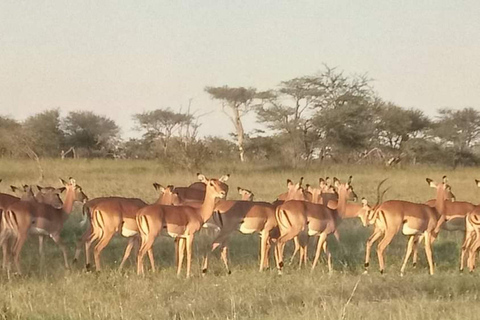 Zanzibar : Circuit du parc national du Tarangire et du cratère du Ngorongoro