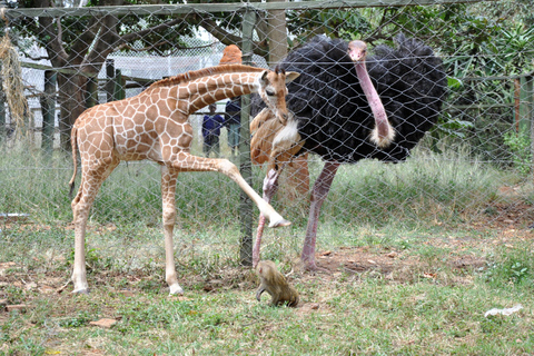 Visite de l&#039;orphelinat de Nairobi, SafariWalk et Bomas of KenyaExcursion d&#039;une journée à Nairobi : orphelinat, safari et bomas