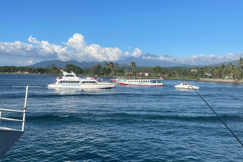 Sumbawa: Saleh Bay Whale Shark Snorkeling Tour