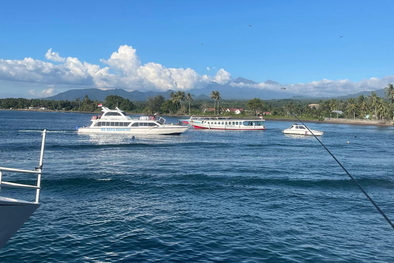 Sumbawa: Saleh Bay Whale Shark Snorkeling Tour