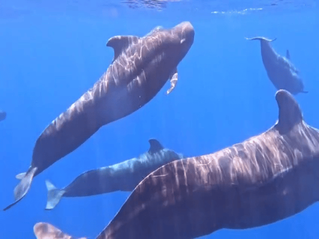 Mirissa: Whale Snorkeling Adventure with Guide