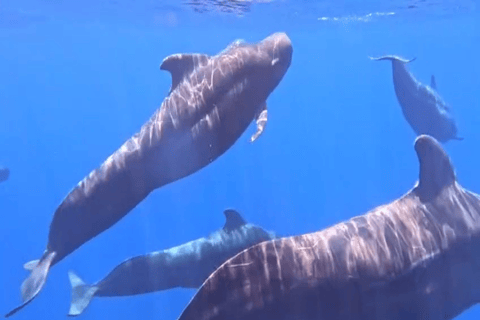 Mirissa: Whale Watching & Snorkeling Adventure with Guide