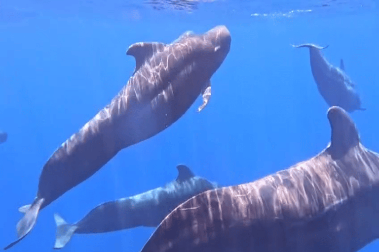Mirissa: Whale Watching & Snorkeling Adventure with Guide