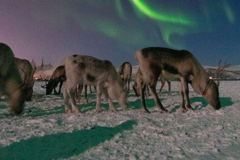 Tromsø: Reindeer Camp Visit & Aurora Chase