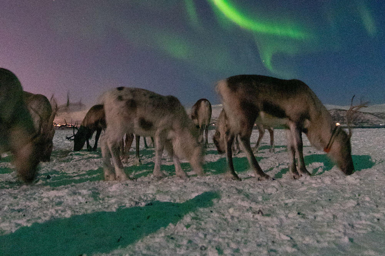 Tromsø: Reindeer Camp Visit & Aurora Chase