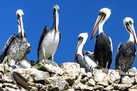 FD: Ica, Paracas - Ballestas Islands - Huacachina Excursion